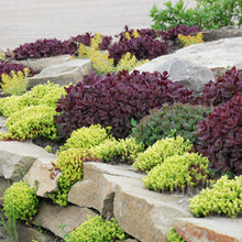 rip rap wall garden