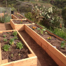 Raised Vegetable Beds