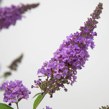 Ultra Violet™ Buddleia Buddleia Davidii Ultra Violet™