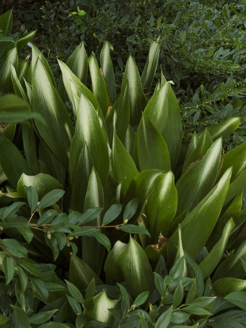 Edible Shade Plants Zone 7 at James Gannon blog
