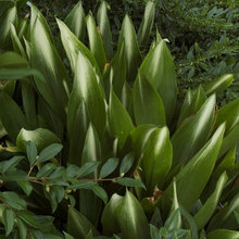 Plants