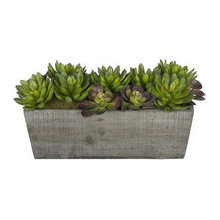Plants