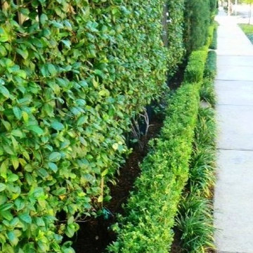 Residential - New Landscape Install