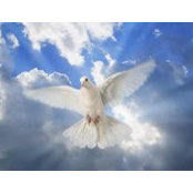 Judith Downs's photo