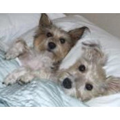 Sharon Fibich's photo