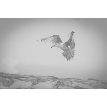 Seagull in the Mist Black & White Wildlife Photography Unframed Wall Art Print, 8" X 10"