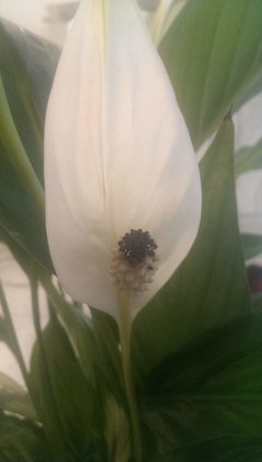 Peace Lily Turning Black ! | Houzz Forum
