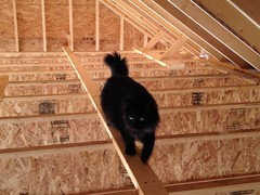 Best of Cat peeing on floor during construction during construction Cat peeing floor on