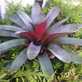 Roots Landscape Service, LLC's profile photo