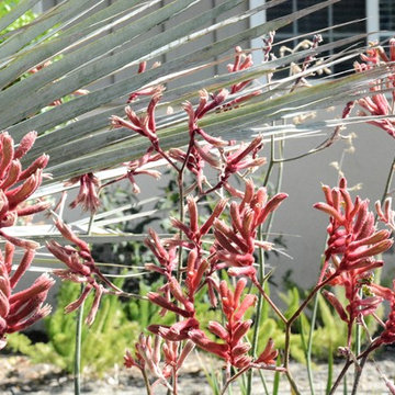 Cacti in the garden