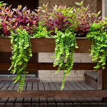 plants