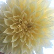 Carol Baute's photo