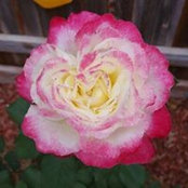 Billie Pierce's photo