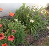 Gail Shamblin's photo