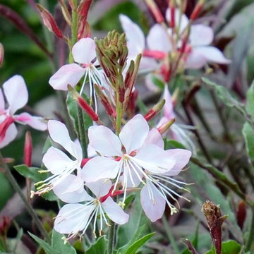Great Design Plant: Gaura