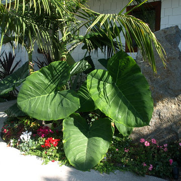 Leucadia Tropical Garden