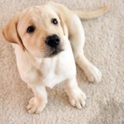 Carpet Cleaning Service - Carpet Tiles