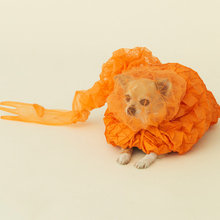 amazing doggie invention