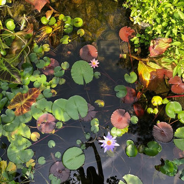 Celestial Garden