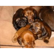 Randy Pettus's photo