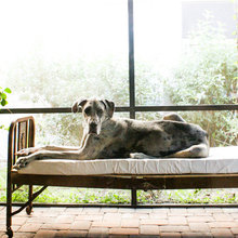The Hounds