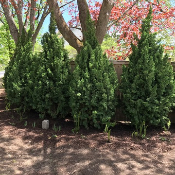 Hedge: Iowa Juniper Trees