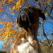 Bibiche Boxer's photo