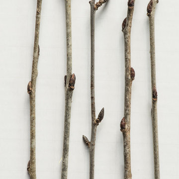 Common Buckthorn