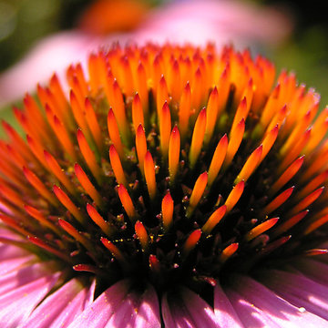 Echinacea purpurea Vintage Wine