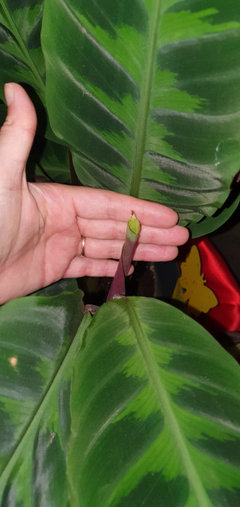 Calathea warscewiczii new leaves with brown tips | Houzz Forum
