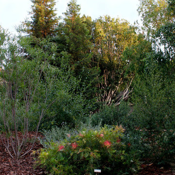 Sherman Oaks California Native and Australian Garden