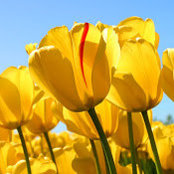 diane evans's photo
