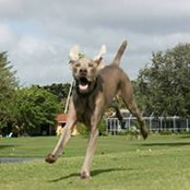 Allison Laudano's photo