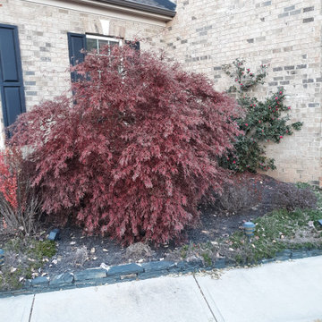 Japanese Maples