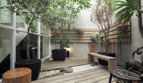 10 Tipologie di Alberi da Balcone che Possono Stare in Vaso