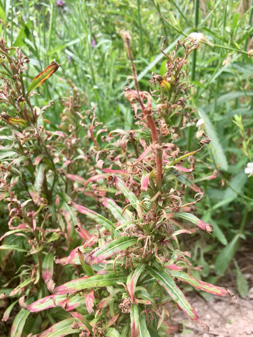 Help id disease on gaura and eryngium