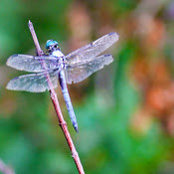 Foto von Sharon Goodin