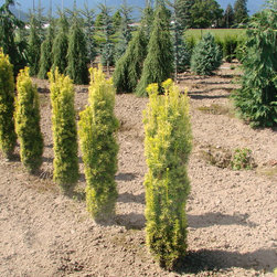 Frost Nursery 100.JPG - Plants
