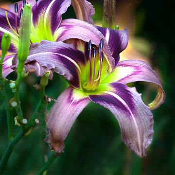 Purple Essence