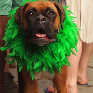 Krewe of Barkus parade French Quarter, New Orleans