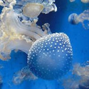 Photo de Ch'un Lin Cheng
