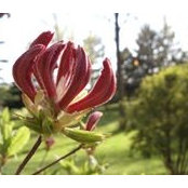Suzanne Frederickson's photo