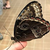 Kortney Hamblin's photo
