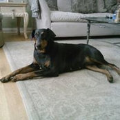 Linda De Kovic's photo