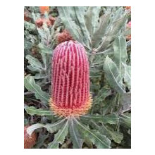 Garden - Plants