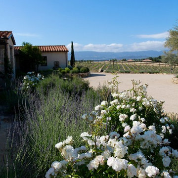 Santa Ynez Vineyard