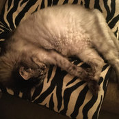 Trish Kroll-Shaffer's photo