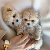 Pet Breeder's photo