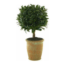 plants