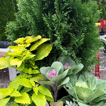 Arborvitae with cabbage